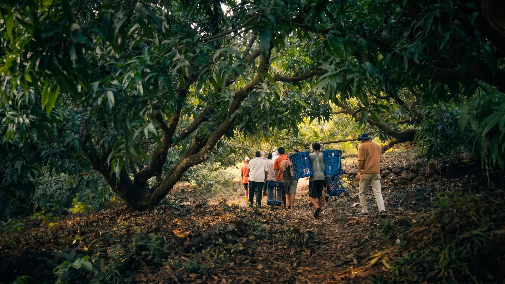 Alphonso mangoes ripening in a Ratnagiri orchard