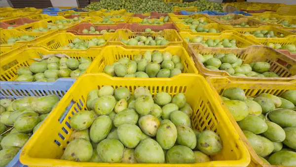 Fresh Alphonso mangoes at harvest, Ratnagiri