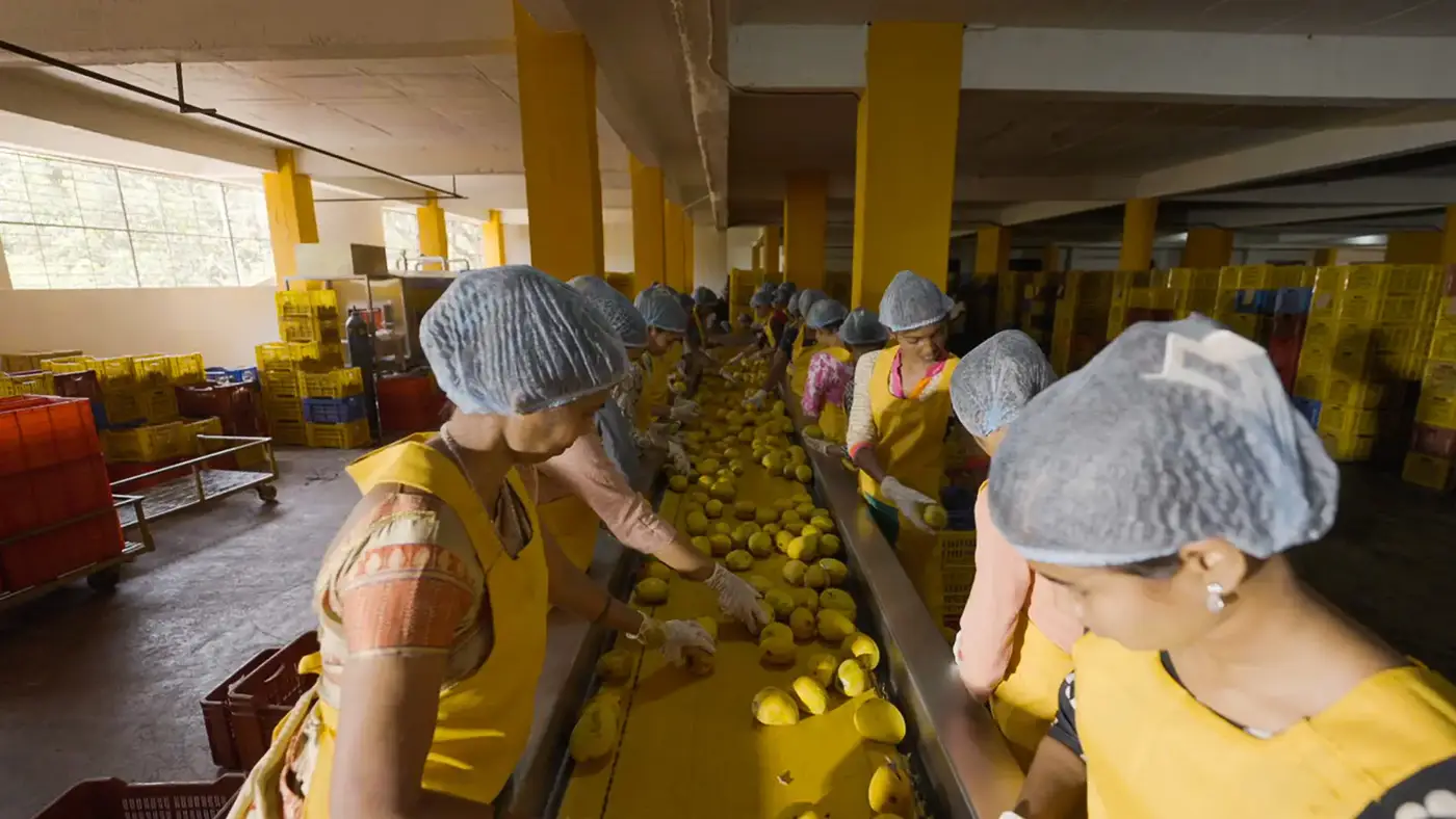 Workers hand-sorting yellow Alphonso on conveyor